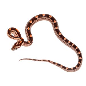 Coral Motley Okeetee