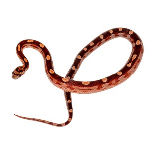 Coral Motley Diffused Masque Okeetee