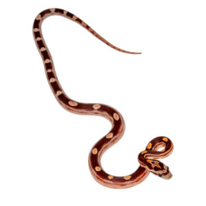 Coral Motley Diffused Okeetee