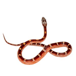 Coral Motley Diffused Masque Okeetee