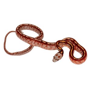 Super Masque Tessera Diffused