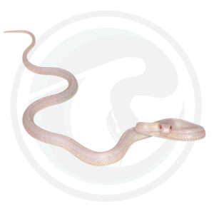 Blizzard Tessera