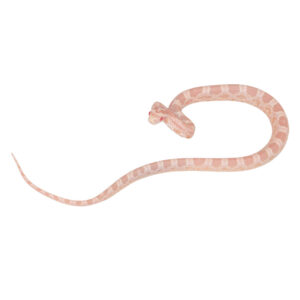 Coral Snow Masque pos Halo 