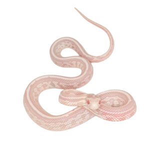 Coral Snow Masque Tessera pos Halo 