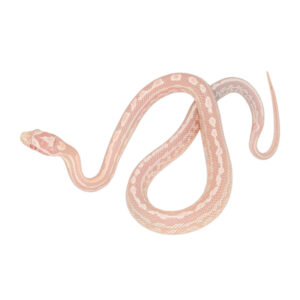 Coral Snow Masque Tessera pos Halo 