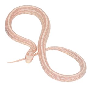 Coral Snow Masque Tessera pos Halo 