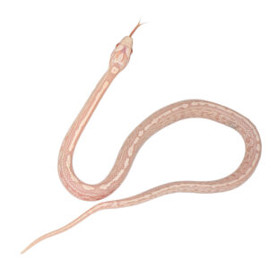 Coral Snow Masque Tessera pos Halo 