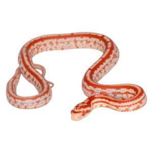 Masque Super Tessera Amelanistic Miami