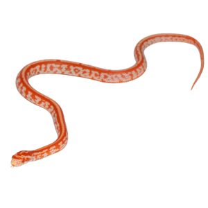 Tessera Amelanistic Miami