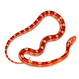 Amelanistic Masque Motley