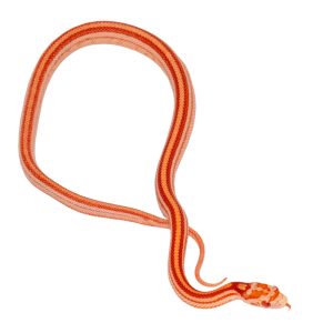 Amelanistic Masque Tessera Motley