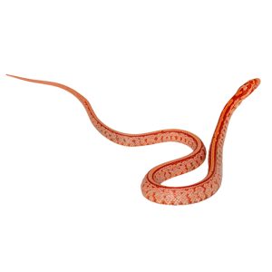 Amelanistic Tessera Okeetee