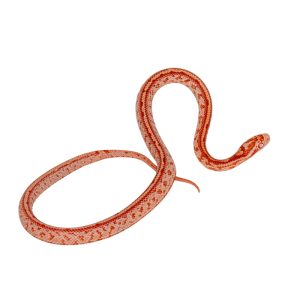 Amelanistic Tessera Okeetee