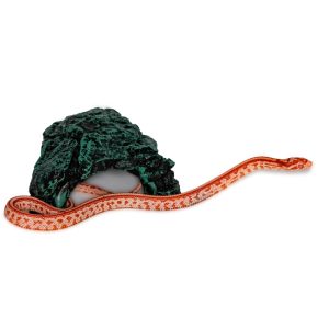 Amelanistic Tessera Okeetee