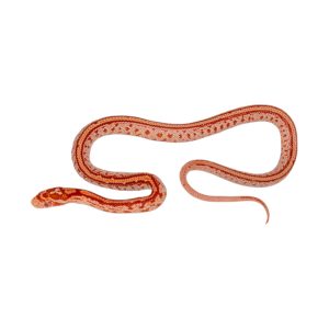 Amelanistic Tessera Okeetee