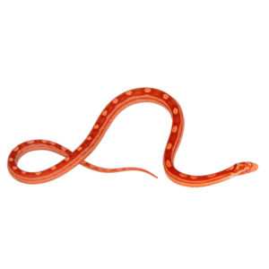 Coral Amelanistic Motley