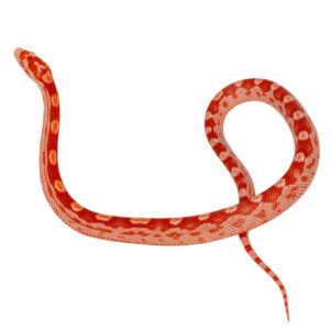 Coral Amelanistic Motley