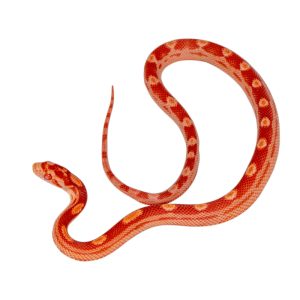 Coral Amelanistic Motley