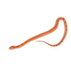 Coral Amelanistic Motley