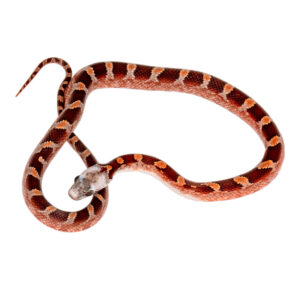 Bloodred Masque Pied Sided White Head (heterochromia)