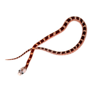 Bloodred Masque Pied Sided White Head