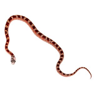 Bloodred Masque Pied Sided White Head