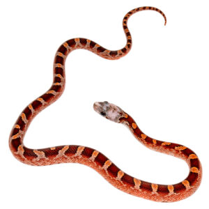 Bloodred Masque Pied Sided White Head (heterochromia)