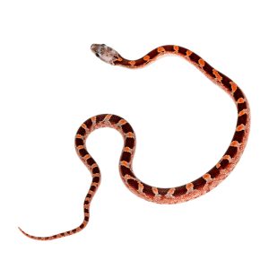 Bloodred Masque Pied Sided White Head