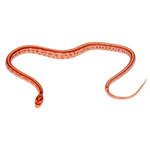 Masque Coral Tessera Amelanistic