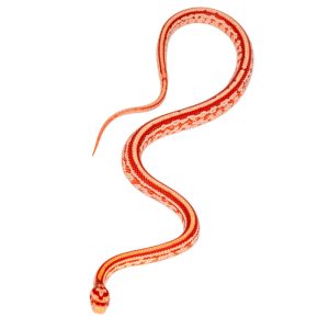 Masque Coral Tessera Amelanistic