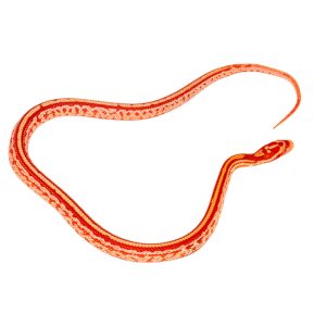 Masque Coral Tessera Amelanistic