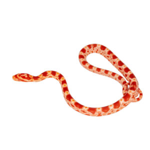 Masque Coral Amelanistic