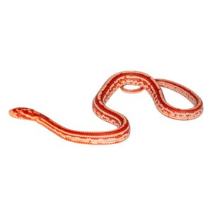 Masque Coral Tessera Amelanistic