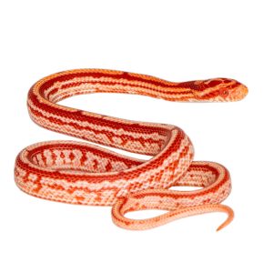 Masque Coral Tessera Amelanistic