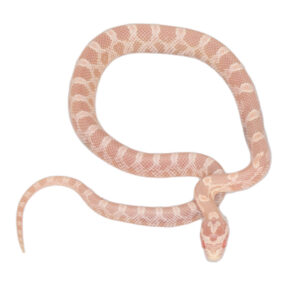 Coral Snow Masque pos Halo