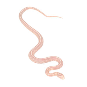 Coral Snow Masque Tessera pos Halo