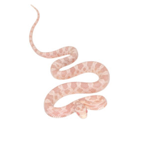 Coral Snow Masque pos Halo