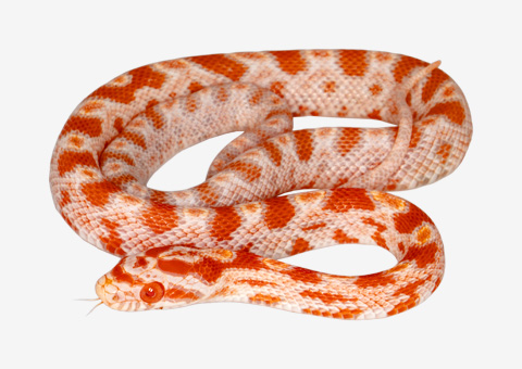Corn snake dekor görseli