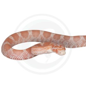 Opal Super Masque Hypo