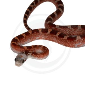 Bloodred Masque Pied Sided White Head (heterochromia)