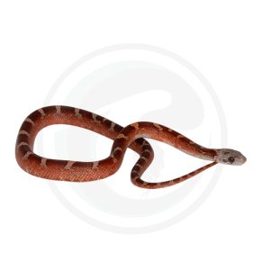 Bloodred Masque Pied Sided White Head