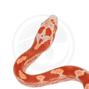 Masque Miami Amelanistic