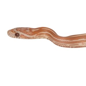 Ultramel Tessera Hypo Lavender