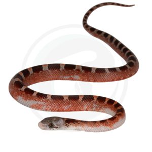 Bloodred Masque Pied Sided White Head