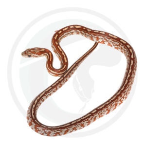 Miami Tessera