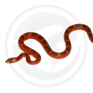 Bloodred Masque Pied Sided White Head