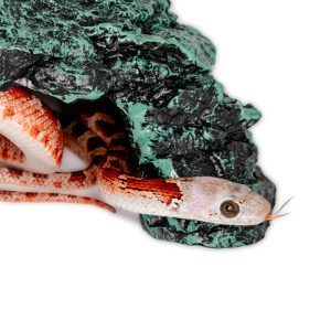 Bloodred Masque Pied Sided White Head