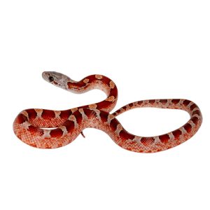 Bloodred Masque White Head