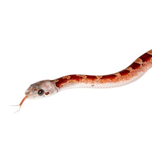 Bloodred Masque Pied Sided White Head (heterochromia)