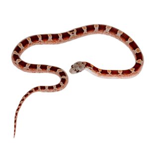 Bloodred Masque Pied Sided